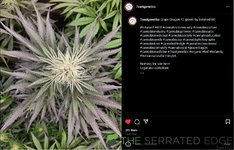 7 East Genetics (@7eastgenetics) • Instagram.jpg