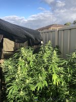 IMG_0070.jpeg