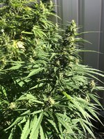 IMG_0069.jpeg