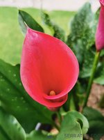 IMG_20231207_075332.jpg