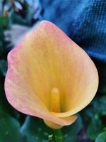 IMG_20231207_075355.jpg