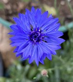 IMG_1.JPG