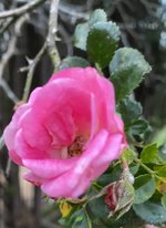 IMG_4.JPG