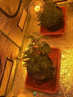 IMG_4498.jpeg