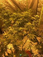 IMG_4670.jpeg IMG_4670.jpeg