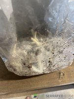 Mushrooms growing.jpg
