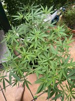 IMG_2034.jpeg IMG_2034.jpeg