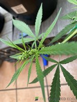 IMG_2035.jpeg