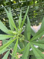 IMG_2038.jpeg