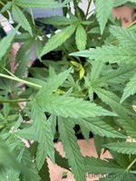 IMG_2037.jpeg