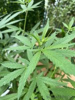 IMG_2036.jpeg