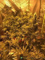 IMG_4996.jpeg IMG_4996.jpeg