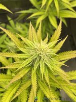 leaf colour change indoor .jpg