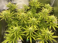 top view for deficiency.jpg