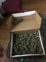 IMG_5272.jpeg