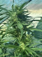 IMG_4704.jpeg