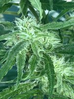 IMG_4703.jpeg