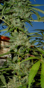 bubblegum auto.jpg