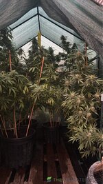 IMG_4799.jpeg