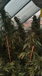 IMG_4798.jpeg