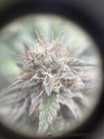 IMG_8604.jpeg