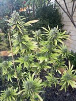 IMG_4865.jpeg