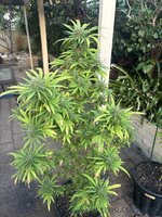 IMG_4869.jpeg