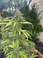 IMG_4866.jpeg