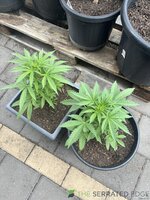 IMG_4889.jpeg