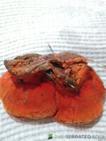 IMG_20240503_120826.jpg