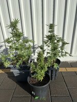 IMG_5171.jpeg