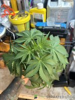 IMG_8825.jpeg