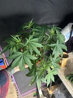 IMG_8901.jpeg