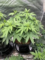 IMG_8902.jpeg