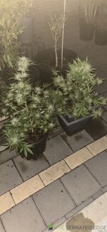 IMG_5221.jpeg