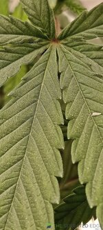 IMG_20240618_135652.jpg