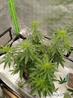 IMG_20240619_100029.jpg