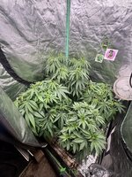 IMG_9030.jpeg