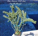 2932698_buzzo-039-s-blue-amnesia-xxl-auto-fem-grow-journal-by-buzzocustombuzzos-blue-amnesia-x...jpg