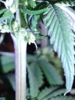 IMG_20240722_160038.jpg