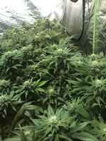 IMG_6305.jpeg
