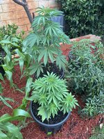 IMG_5911.jpeg