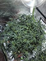 IMG_6743.jpeg