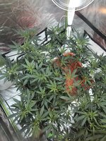 IMG_6745.jpeg