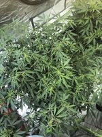 IMG_6747.jpeg