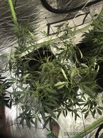 IMG_6749.jpeg