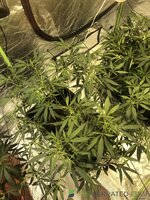 IMG_6772.jpeg