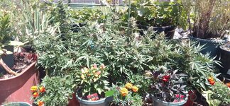 IMG_20241204_134148~3.jpg