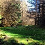IMG_4595.jpeg