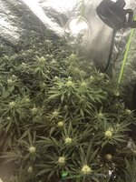 IMG_6912.jpeg